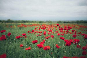 Different Opioid Forms - Understanding the Drug